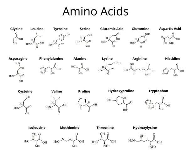 آمینو اسید چیست؟