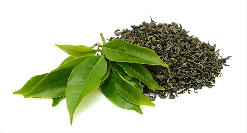 چای سبز - مشخصات و ترکیبات رینفولتیل